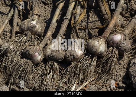 Ail : bouquet d'ail frais sur terre. Des têtes de bulbes d'ail fraîchement creusées. Banque D'Images