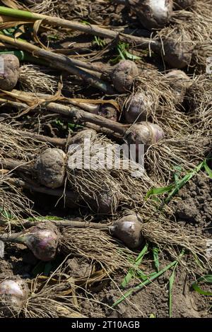 Ail : bouquet d'ail frais sur terre. Des têtes de bulbes d'ail fraîchement creusées. Banque D'Images