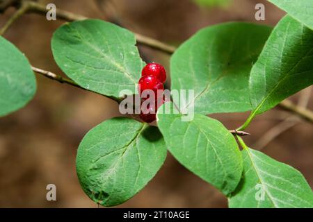 Agence de Noël avec baies rouges Lonicera xylosteum. Banque D'Images