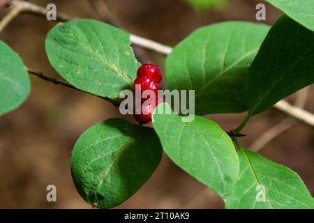 Agence de Noël avec baies rouges Lonicera xylosteum. Banque D'Images