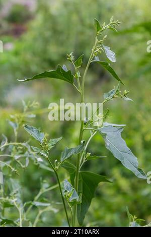 Gros plan de l'usine d'orache commun Atriplex Patula. Orache commun ou plante de patula d'atriplex poussant dans la ferme. Plante commune d'orache. Nom scientifique Chenopod Banque D'Images