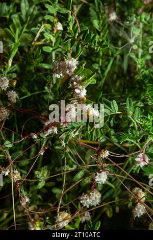 Flora of Gran Canaria - tiges enchevêtrées de Cuscuta approximata aka dodder parasite plante fond macro floral naturel. Banque D'Images