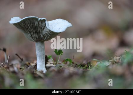 Un beau champignon vert en entonnoir à l'anis parmi les feuilles d'automne. Banque D'Images