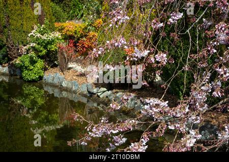 Cerisier en fleurs au bord d'un petit lac, dans Blossom Valley, jardins Aston Norwood, Kaitoke, Upper Hutt, Wellington, Île du Nord, Nouvelle-Zélande Banque D'Images