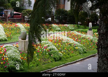 Tulipes, jardin botanique, Wellington, Île du Nord, Nouvelle-Zélande Banque D'Images