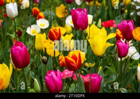 Tulipes, jardin botanique, Wellington, Île du Nord, Nouvelle-Zélande Banque D'Images