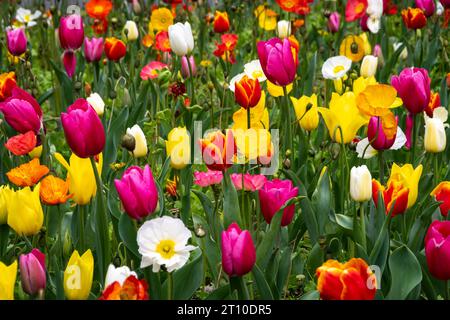 Tulipes, jardin botanique, Wellington, Île du Nord, Nouvelle-Zélande Banque D'Images