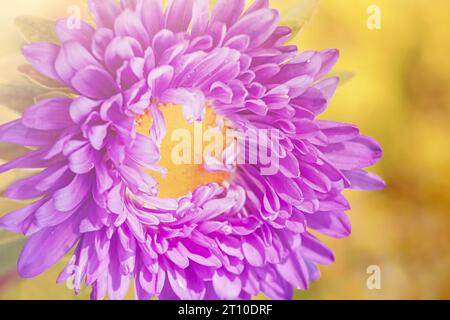 La fleur d'aster est violette avec du jaune. Une fleur avec des gouttes d'eau sur les pétales, macro photo. Banque D'Images