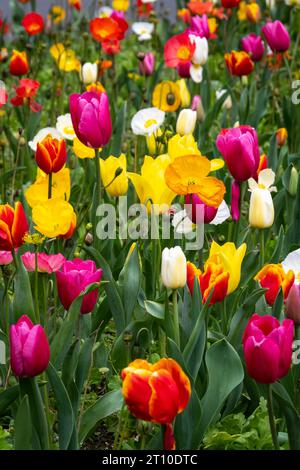 Tulipes, jardin botanique, Wellington, Île du Nord, Nouvelle-Zélande Banque D'Images