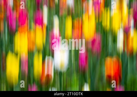 Tulipes, jardin botanique, Wellington, Île du Nord, Nouvelle-Zélande Banque D'Images