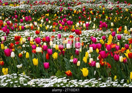 Tulipes, jardin botanique, Wellington, Île du Nord, Nouvelle-Zélande Banque D'Images