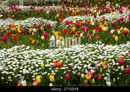 Tulipes, jardin botanique, Wellington, Île du Nord, Nouvelle-Zélande Banque D'Images