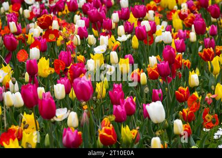 Tulipes, jardin botanique, Wellington, Île du Nord, Nouvelle-Zélande Banque D'Images