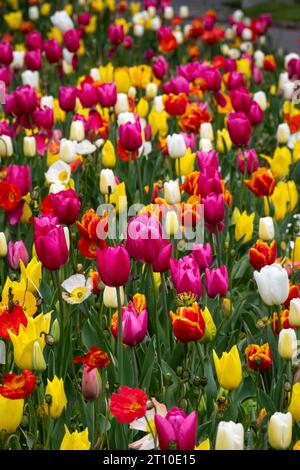 Tulipes, jardin botanique, Wellington, Île du Nord, Nouvelle-Zélande Banque D'Images