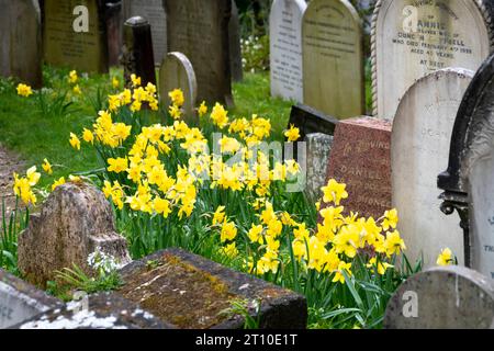 Jonquilles et pierres tombales, cimetière de Bolton Street, Wellington, Île du Nord, Nouvelle-Zélande Banque D'Images