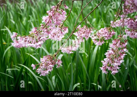 Cerisier en fleurs dans Blossom Valley, jardins Aston Norwood, Kaitoke, Upper Hutt, Wellington, île du Nord, Nouvelle-Zélande Banque D'Images