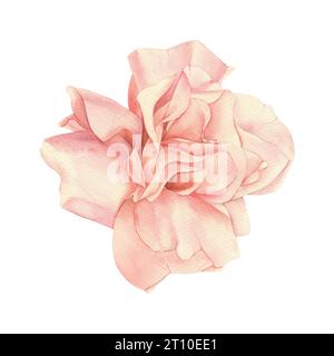Aquarelle rose Rose Pomarosa. Illustration dessinée à la main sur fond blanc isolé. Dessin botanique avec plante fleurie. Banque D'Images
