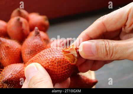 Gros plan de la main pinçant la pointe des fruits de la peau de serpent pour la peler Banque D'Images