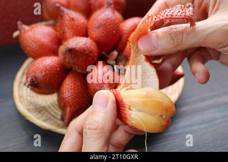 Gros plan de la main épluchant le fruit du Salak en pinçant sa pointe et en tirant dessus Banque D'Images