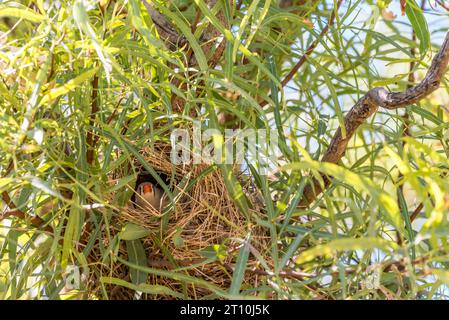 Taeniopygia guttata (Taeniopygia guttata) femelle nichant dans le désert d'Alice Springs dans le territoire du Nord, en Australie centrale Banque D'Images