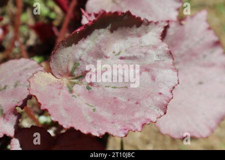 Vue rapprochée d'une feuille de couleur rouge rosâtre d'une plante de Begonia connue sous le nom de roi Begonia (Begonia Rex) dans le jardin Banque D'Images