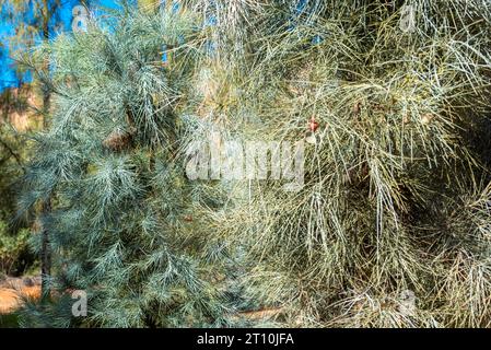 Le Waddywood Tree ou Birdsville Wattle (Acacia peuce) avec ses phyllodes en forme d'aiguille adaptés au climat sec et aride en Australie centrale Banque D'Images