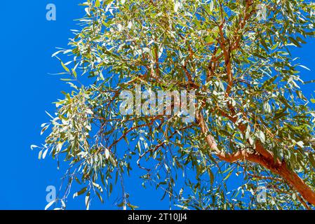 Le bois de sanglier du désert (Corymbia opaca) est endémique des régions intérieures et arides du nord de l'Australie-Occidentale et du territoire du Nord Banque D'Images