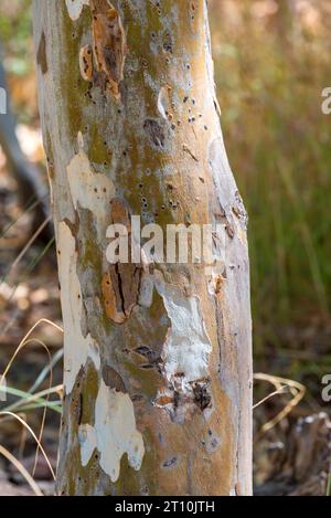 Gros plan du tronc d'un arbre de gomme rouge (Eucalyptus camaldulensis) en Australie centrale Banque D'Images