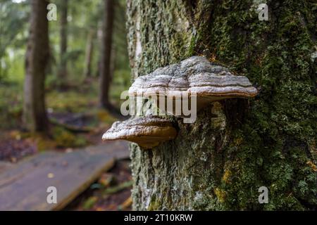 Champignon du sabot ou champignon du fer blanc (Fomes fomentarius), gros plan sur le tronc de l'arbre. Banque D'Images