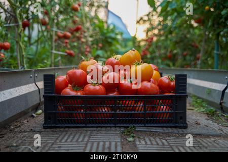 Boîte avec des tomates rouges et oranges sur le fond d'une serre. Ferme maraîchère. Produits naturels, production respectueuse de l'environnement. Livraison de Banque D'Images