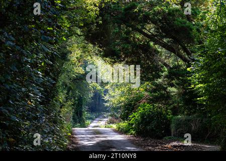 ROUTE DE CAMPAGNE AVEC DE BEAUX BUISSONS SURPLOMBANTS ENVAHIS ET UN ARBRE Banque D'Images