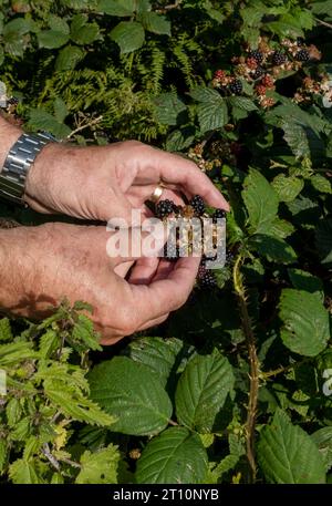 Gros plan de la personne homme cueillant des mûres sauvages de mûres poussant dans une hérisson à l'automne Angleterre Royaume-Uni Royaume-Uni GB Grande-Bretagne Banque D'Images