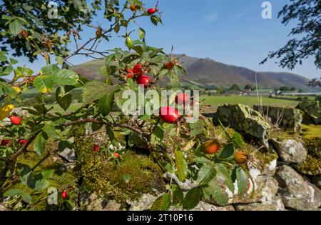 Gros plan des hanches de rose rouge rose rose rose rose sauvage Rosa canina poussant dans une hérisson à l'automne Angleterre Royaume-Uni GB Grande-Bretagne Banque D'Images