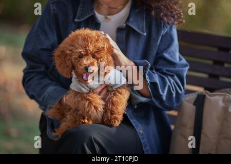 Caniche miniature rouge, avec sa bouche grande ouverte, respire fortement dans les bras aimants de son propriétaire. Connexion canine sincère. Banque D'Images