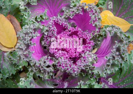 Brassica oleracea utilisé comme plante ornementale d'hiver. Fleurs violettes en fleur avec gouttes de rosée Banque D'Images