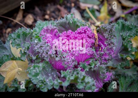 Brassica oleracea utilisé comme plante ornementale d'hiver. Fleurs violettes en fleur avec gouttes de rosée Banque D'Images