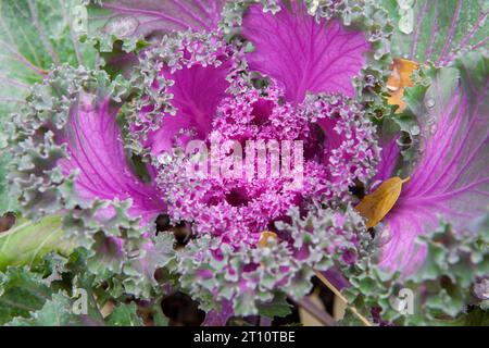 Brassica oleracea utilisé comme plante ornementale d'hiver. Fleurs violettes en fleur avec gouttes de rosée Banque D'Images