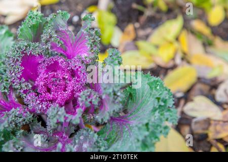 Brassica oleracea utilisé comme plante ornementale d'hiver. Fleurs violettes en fleur avec gouttes de rosée Banque D'Images