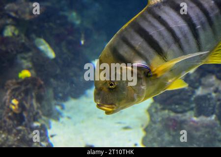 Trevally doré ou gnathanodon speciosus. Aussi connu sous le nom de poisson roi doré Banque D'Images