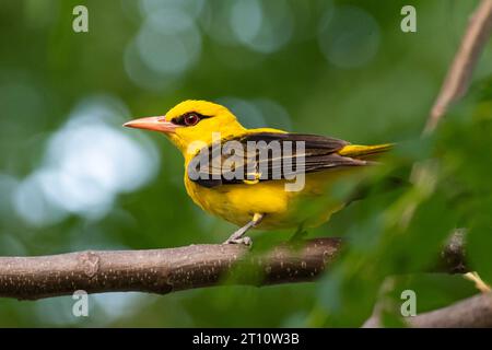 Oriole Golden indien Banque D'Images