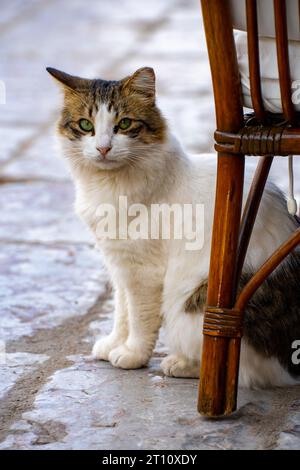 La Grèce possède l'une des plus grandes populations de chats sauvages au monde. Ici, un chat pose sur l'île grecque d'Hydra Banque D'Images