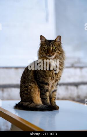 La Grèce possède l'une des plus grandes populations de chats sauvages au monde. Ici, un chat pose sur l'île grecque d'Hydra Banque D'Images