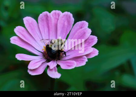 Les bourdons pollinisent une jolie zinnia rose clair un après-midi d'été dans un jardin d'arrière-cour à St. Croix Falls, Wisconsin États-Unis. Banque D'Images