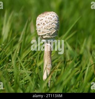 Champignon parasol (Macrolepiota procera) avec chapeau encore fermé Banque D'Images