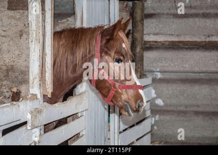 Plan rapproché d'un cheval de couleur châtaignier portant un liou rouge à l'intérieur d'une étable Banque D'Images