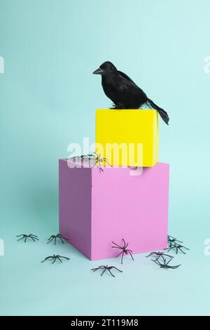 un beau corbeau qui prend une place de choix sur des cubes jaunes et roses en équilibre entouré d’une invasion d’araignées devant un fond turquoise. Banque D'Images