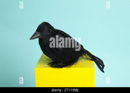 un beau corbeau qui prend une place de choix sur des cubes jaunes et roses en équilibre entouré d’une invasion d’araignées devant un fond turquoise. Banque D'Images
