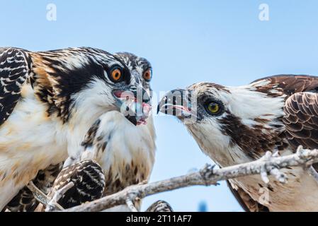 Une famille de balbuzards partageant un œil de poisson fraîchement pêché. Ils sont hauts dans un nid avec un ciel bleu en arrière-plan Banque D'Images