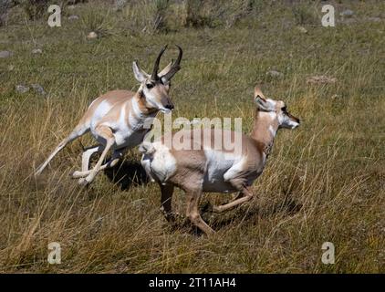 Pronghorn dans le parc national de Yellowstone en automne Banque D'Images