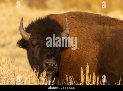 Amercan BSON dans le Lamar Valley Yellowstone Natonal Park en automne Banque D'Images